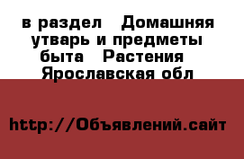  в раздел : Домашняя утварь и предметы быта » Растения . Ярославская обл.